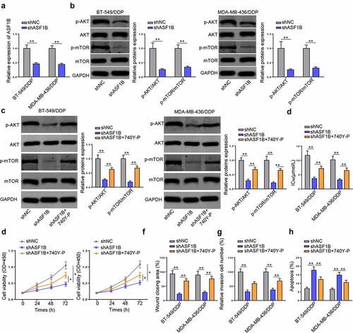 Figure 5. The promotive effect of PAM pathway on the DDP-resistance of TNBC cells was activated by ASF1B. (a) Transfection efficiency of shASF1B into BT-549/DDP and MDA-MB-436/DDP cells. (b, c) Western blot detected the expressions of p-AKT, AKT p-mTOR, mTOR after silencing ASF1B (b) or co-transfected with shASF1B and 740Y-P (c) in BT-549/DDP and MDA-MB-436/DDP cells. (d-h) the IC50 value (d), viability (e), migration (f), invasion (g), and apoptosis (h) of BT-549/DDP and MDA-MB-436/DDP cells treated with shNC, shASF1B, and shASF1B + 740Y-P were detected. *p < 0.05; ** p < 0.01.