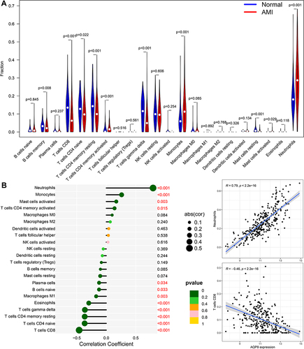 Figure 9 Immune cell infiltration analysis. (A) Violin plot showing the significant changes of the immune infiltration level in the patients with AMI compared to the control group. (B) Lollipop plots illustrated the correlation between AQP9 expressions and the immune cells.