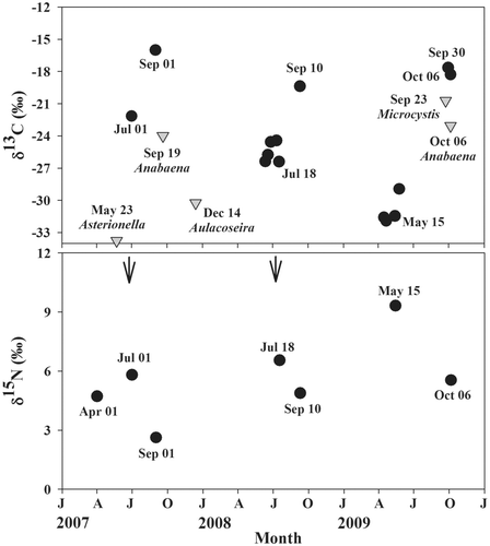 Figure 4. Seasonal variation in δ13C and δ15N of phytoplankton (inverted triangle) and zooplankton (circle) in Lake Soyang from January 2007 to December 2009. Solid arrow indicate the spring clear water phase. The species name indicates the dominant phytoplankton species at the time of sampling. Sampling dates are shown.