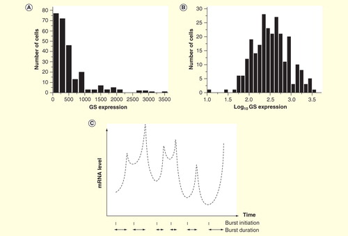 Figure 1. Single-cell gene expression data. (A) Distribution of transcripts among like cells is skewed (B) and can be modeled with avlognormal distribution Citation[1], here, exemplified by the expression of GS in 258 primary astrocytes Citation[51]. (C) Transcripts are produced in bursts, with variable frequency and amplitude Citation[6]. The burst kinetic accounts for the lognormal distribution of transcripts among like cells.
