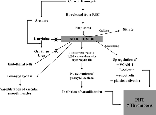 FIGURE 2  Nitric oxide dependent pathway leading to pulmonary hypertension and, possibly, thrombotic phenomena in thalassemia intermedia patients (Hb = hemoglobin, RBC = red blood cell, PHT = pulmonary hypertension, VCAM = vascular cell adhesion molecule).