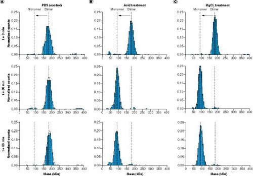 Figure 2. Characterization of FAP after dilution with phosphate-buffered saline (control), acid treatment and MgCl2 treatment using mass photometry analysis. (A) Analysis of undiluted FAP (t = 0 min) and after tenfold dilution and incubation with 1× PBS (phosphate-buffered saline; t = 30 min and t = 60 min). (B) Analysis of FAP before acid treatment (t = 0 min) and after dilution and incubation with 0.1 M glycine-HCl, pH 2.0 (t = 30 min) and after further dilution and incubation using 0.5 M tris(hydroxymethyl)aminomethane-HCl, pH 8.5 (t = 60 min). (C) Analysis of FAP before MgCl2 treatment (t = 0 min) and after tenfold dilution and incubation with MgCl2 solution (t = 30 min) and after further tenfold dilution and incubation using 1× PBS (t = 60 min).PBS: Phosphate-buffered saline.