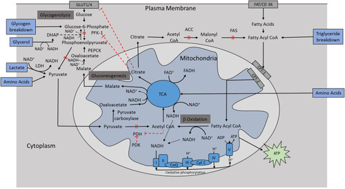 Figure 6 Metabolism in fasting condition. Inhibition of glucose utilization by fatty acid oxidation mediated by inhibition of pyruvate dehydrogenase and phosphofructokinase.
