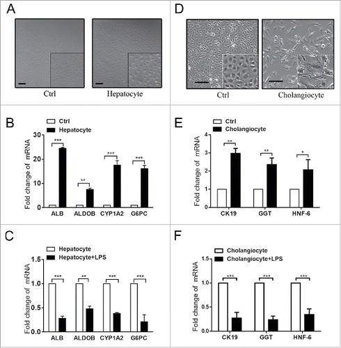 Figure 4. LPS inhibited the differentiation of WB-F344 cells into hepatobiliary cells in vitro.(A) Morphological changes of WB-F344 cells cultured in hepatocyte differentiation induction medium for 7 days. (B) RT-PCR revealed the expression of hepatocyte markers (Alb, Aldob, cyp1a2 and G6pc) in WB-F344 cells cultured in hepatocyte differentiation induction medium for 7 days.(C) RT-PCR revealed changes in hepatocyte markers in WB-F344 cells cultured with LPS.(D) Morphological changes of WB-F344 cells cultured in bile ductular cell differentiation induction medium for 4 days.(E) RT-PCR revealed the expression of bile ductular cells markers (CK19, GGT and HNF-6) in WB-F344 cells.(F) RT-PCR revealed changes in bile ductular cell markers upon culture with LPS.