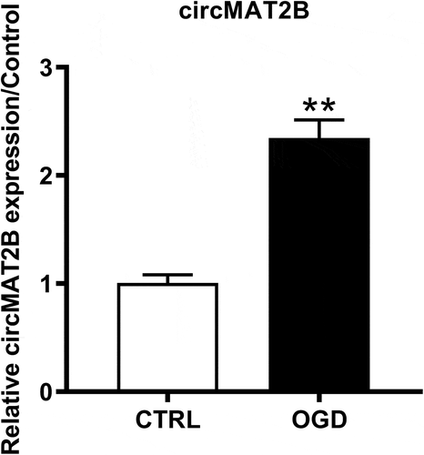 Figure 1. Expression of circMAT2B was up-regulated after OGD treatment in H9c2 cells. qRT-PCR was employed to detect circMAT2B expression level. ** P < 0.01 compared to CTRL