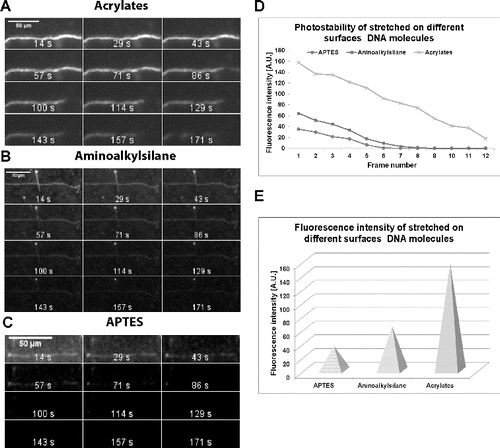 Figure 1. Effect of slide surface treatment on fluorescence intensity and photostability. Pictures present time-lapse experiments of single DNA molecules stained with YOYO-1 in 150 mmol·L−1 MES buffer (pH 5.5). Acrylated glass slides (A). Aminoalkylsilanized glass slides (B). APTES-covered glass slides (C). Intensity of the emitted fluorescence of stained DNA molecules (D) for each time-frame (subtracting the background fluorescence). Abscissa: individual time-frames of the 3 min interval are presented. Ordinate: fluorescence intensity in arbitrary units. The fluorescence intensity of molecules stretched on APTES-, aminoalkylsilane- and acrylates-treated glass slides (corresponding to the first time-frame) is given as individual pyramids (E).