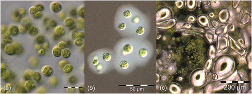 Figure 8. Extracellular polymeric substances (EPS) produced by strain CCCryo 147–01 of Gloeocystis sp., a psychrophilic isolate from snow. (a) Single cells and four-celled sporangia surrounded by EPS. (b) The mucilage layer made visible by negative staining with Burri’s ink. (c) When centrifuged some green cells remain trapped within a gel-like, form stable mass capable of trapping air bubbles.