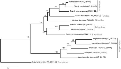 Figure 1. Bayesian inference (1,000,000 generations) phylogenetic tree of 13 Fulgoromorpha mitochondrial genomes. Numbers above branches indicate the posterior probability values of Bayesian inference. Families were displayed with gray bars in the right side of phylogenetic tree.