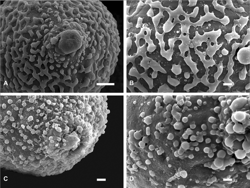 Figure 3 Close up SEM images of the pollen ofJaborosa runcinata. A. Equatorial view showing the expanding pore with expanding aperture membrane, and the rudimentary colpus with microgranular surface structures. B. Detail of incomplete reticulum showing very short columellae, in association with the muri, over pollen grain surface C. Equatorial view showing an aspidate pore with aperture membrane in place. D. Detail of gemmate‐granular exine. Scale bars – 2 µm.