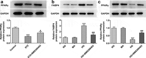 Figure 4. FABP4 inhibition promoted the activation of PPARγ signaling in DR model in vivo and in vitro.