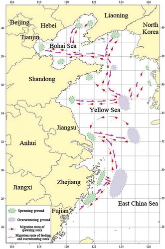 FIGURE 12. Migration routes of the Small Yellow Croaker in the coastal waters of China.