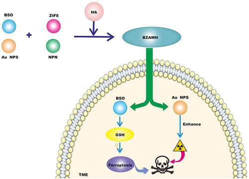Figure 2 BSO is an inhibitor of gamma-glutamylcysteine synthetase (gamma-GCs), which can induce GSH depletion and thus inactivate GPX4 to promote ferroptosis. Gold nanoparticles (Au NPs) have the effect of sensitizing radiation. BSO/ZIF-8@Au@MPN@HA (BZAMH) nanomaterials were obtained by modifying BSO, Au NPs and ZIF-8 matrix with hyaluronic acid (HA) and injected into tumor microenvironment to decompose and release BSO to promote ferroptosis of tumor cells. Au NPs enhances the sensitivity of radiotherapy, thereby combining TNBC treatment.