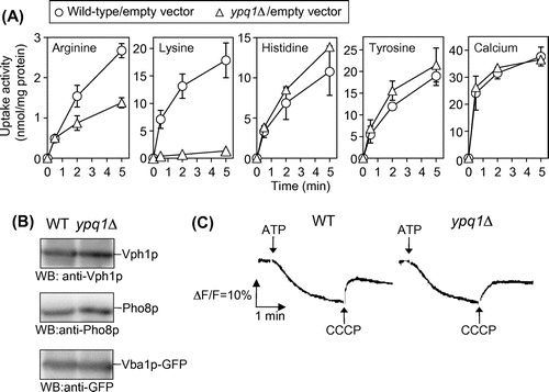 Fig. 2. ATP-dependent uptake of amino acids and calcium by vacuolar membrane vesicles.Notes: (A) Comparison of uptake activities between wild-type and ypq1Δ mutant vesicles. Wild-type (open circles) and ypq1Δ (open triangles) cells carrying empty vector were cultured in SD + CA medium and harvested at early logarithmic phase to isolate vacuolar membrane vesicles. Uptake assays for indicated amino acids and calcium were performed as described in the text. The results are means ± SD of three independent experiments. (B) Western blot analysis of vacuolar membrane vesicles. Vacuolar membrane vesicles (10 μg protein) isolated from wild-type and ypq1∆ cells were subjected to SDS-PAGE followed by Western blotting using anti-Vph1p and anti-Pho8p antibodies. For the detection of Vba1p-GFP, Western blotting using anti-GFP antibody was performed for vesicles isolated from wild-type and ypq1∆ cells carrying pVBA1GFP.Citation12) (C) Generation of the pH gradient by vacuolar membrane vesicles. The pH gradient established by the activity of V-ATPase in vesicles isolated from wild-type (left) and ypq1∆ (right) cells was measured as a quench of quinacrine fluorescence. The reaction was started with 0.5 mM ATP. After equilibrium was reached, 10 μM CCCP was added.