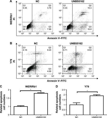 Figure 2 UNBS5162 promoted cell apoptosis of human retinoblastoma cell lines.