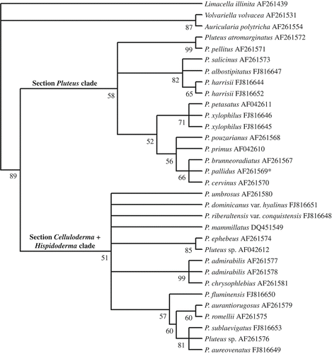 Figure 1. Phylogenetic tree generated by MP analysis of partial LSU sequences. The tree is rooted using Auricularia polytricha, Limacella illinita and Volvariella volvacea. The BS numbers are shown before the nodels. *Voucher material misidentified as P. pallidus, see discussion in the text.