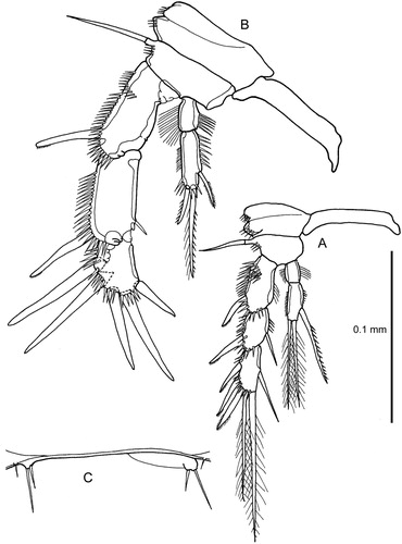 Figure 7. Quinquelaophonte aurantius sp. nov. A–B, P4 and intercoxal sclerite, female and male (note comment in text on setation of male exopod-2 and -3); C, male, pair of P6.