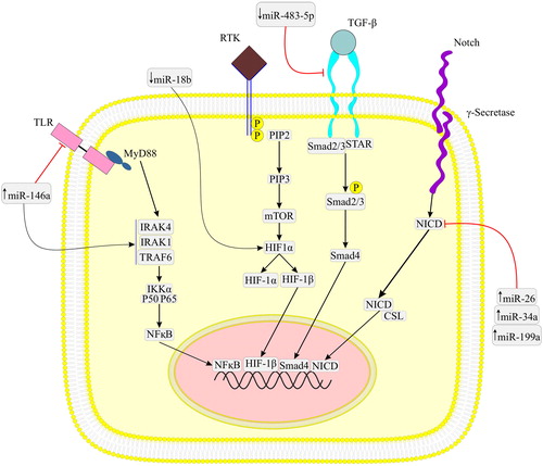 Figure 2. This figure shows dysregulation of various miRNAs correlated with COPD via different pathways. Upregulation of miR-146a by affecting TLR, IRAK4, IRAK1 and TRAF6 signaling pathway can exacerbate COPD. High expression of miR-26, miR-34a and miR-199a via inhibiting NICD pathways, downregulation of miR-483-5p through suppressing TGF-β and low expression of miR-18b by dysregulating HIF-1α operation can elevate COPD.