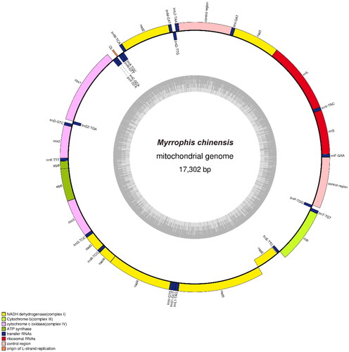 Figure 2. Gene map of the mitochondrial genome of Myrrophis chinensis. The forward orientation genes are located outside the circle, and the reverse orientation genes are located inside the circle. The inner gray circles represent GC content.