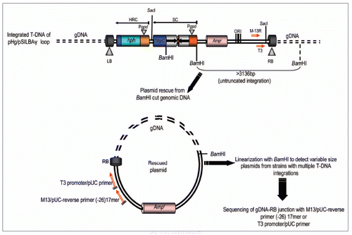 Figure 2 Plasmid rescue of genomic T-DNA integration sites from pHg/pSILBAγ-transformed Laccaria strains by RB rescue with BamHI l and ampicilline selection in E. coli. Untruncated integrations generate rescue plasmids of a minimal size of ∼3.1 kb and linearizable with BamHI. Fungal genomic sequences can be resolved by sequencing with the universal primers T3 promoter/pUC or M13/pUC-reverse (−26) 17 mer. HRC, hygromycin B resistance cassette; SC, silencing cassette.
