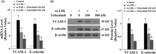 Figure 2. Tofacitinib inhibits ox-LDL-induced expression of VCAM-1 and E-selectin. (A) Real-time PCR analysis of VCAM-1 and E-selectin; (B) Western blot analysis of VCAM-1 and E-selectin (*, p < .01 vs. vehicle control; #, p < .01 vs. ox-LDL group, $, p < .01 vs. ox-LDL + 100 nM tofacitinib group, ANOVA, n = 5–6). HAECs were stimulated with 100 mg/L ox-LDL in the presence or absence of tofacitinib (100, 500 nM) for 24 h.