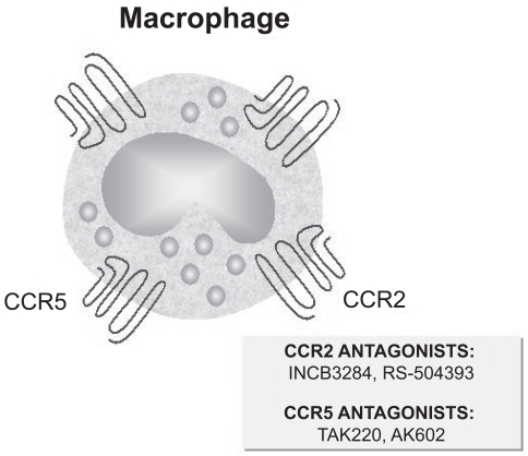 Figure 1 Main chemokine receptors expressed by macrophages.