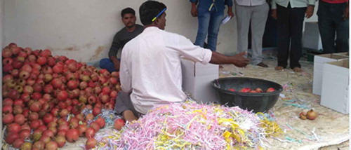 Figure 3. Grading pomegranates with human expert.