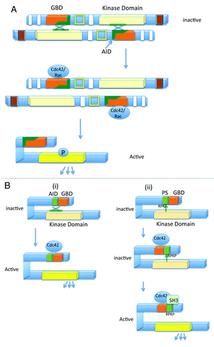 Figure 2. Models representing the activation mechanism of the group A and group B Paks. (A) Activation of the group A Paks: Inactivated group A Paks form dimers, where the AID of one Pak binds the kinase domain of the dimerizing Pak, and inactivates it. Binding to Cdc42 or Rac can relieve this inhibition, resulting in autophosphorylation and kinase activation. (B) Two different models for regulation of the group B Paks: In the first model (i), the AID binds to the kinase domain of the monomeric Pak, in trans, resulting in an inactive conformation. Binding of Cdc42 relieves the inhibition and leads to Pak activation. Unlike the group A Paks, the group B Paks are constitutively phosphorylated, but the kinase takes on an active conformation upon Cdc42 binding. In the second model (ii), the autoinhibitory pseudosubstrate (PS) containing the sequence RPKP is recognized by the kinase domain. This interaction inhibits Pak kinase activity. Cdc42 binding relocalizes Pak within the cell, and proteins containing SH3 domains, such as Src, subsequently activate Pak by competing with the Pak kinase domain, for interacting with the pseudosubstrate domain (modified from refs. Citation15, Citation16, and Citation24)