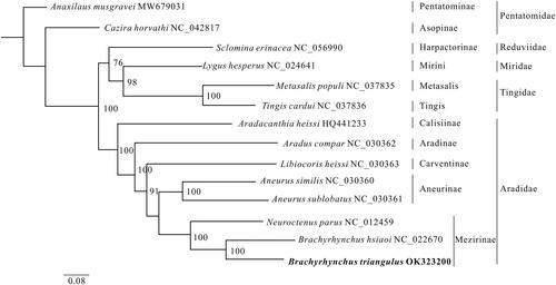 Figure 1. The phylogenetic relationships of the 14 species are derived from analysis of the combined 13 protein-coding sequence data based on the maximum-likelihood (ML) method. The best model is selected using ModelFinder (Kalyaanamoorthy et al. Citation2017) as GTR + F+I + G4, and later the ML tree is inferred from IQ-Tree v.1.6.8 (Lam-Tung et al. Citation2015). The node values are obtained with 1000 repetitions of bootstrap percentages.