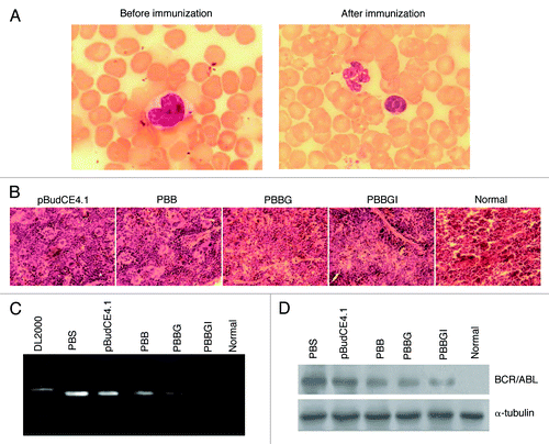 Figure 3. Characteristics of the immunized murine transplant model. (A) Peripheral blood smear before and after immunization with PBBGI (1000 × , Wright staining) (B) HE-stained section of spleen (250 × ). Bone marrow cells were harvested for detecting the change of BCR/ABL transcripts (C) and protein (D). pBudCE4.1, pBudCE4.1-treated group; PBB, pBudCE4.1-BCR/ABL-treated group; PBBGI, pBudCE4.1-BCR/ABL-GPI-mIL12-treated group; PBS, PBS-treated group; Normal, normal BALB/c mice.