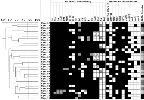 Figure 2 Genotyping of E. faecium clinical isolates using RAPD-PCR method.Notes: Dendrogram was created using RAPD-PCR patterns of E. faecium clinical isolates. Similarity clustering analysis was carried out using UPGMA and Dice coefficient. The dashed line is hypothetical, indicating 85% similarity. Antibiotic susceptibility, resistance determinants, and biofilm formation capacity among E. faecalis clinical isolates were reported. Antibiotic susceptibility: Black cell: Resistant, Gray cell: Intermediate, White cell: Sensitive. Biofilm formation: White cell: Biofilm Non-producer, Light gray cell: Weak Biofilm Producer, Dark gray cell: Moderate Biofilm Producer, Black cell: Strong Biofilm Producer. Resistance determinants: Black cell: Resistance gene detected, White cell: Resistance gene not detected.Abbreviations: AM, Ampicillin; AMC, Amoxicillin/clavulanic acid; AX, Amoxicillin; AZM, Azithromycin; CIP, Ciprofloxacin; CLR, Clarithromycin; DA, Clindamycin; DO, Doxycline; E, Erythromycin; HLGR, High Level Gentamicin Resistance; HLSR, High Level Streptomycin Resistance; IPM, Imipenem; LEV, Levofloxacin; LZD, Linezolid; MEM, Meropenem; ND, Not Determined; RAPD-PCR, random amplified polymorphic DNA-PCR; SAM, Ampicillin/Sulbactam; TE, Tetracycline; UPGMA, unweighted-pair group method with arithmetic averages; VA, Vancomycin.