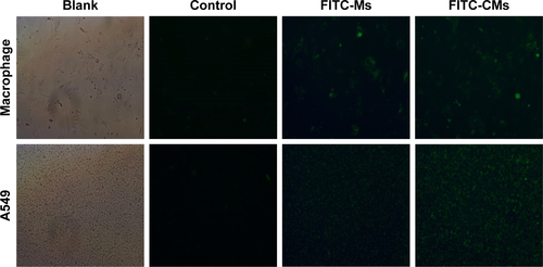 Figure S2 Fluorescence microscopy images of bone-marrow macrophage cells and A549 cells at 4 hours after incubation with FITC-Ms and FITC-CMs.Abbreviations: FITC-Ms, fluorescein isothiocyanate-loaded monomethoxy(polyethylene glycol)-block-poly(d,l-lactide) micelles; CMs, sodium cholate and monomethoxy (polyethylene glycol)-block-poly(d,l-lactide) micelles.