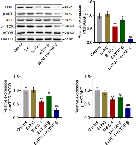 Figure 4. The PI3K/AKT/mTOR pathway was synergistically repressed by si-PD-1 combined with si-TGF-β. RFA was performed on the co-culture of H22 and CD8+ T cells, followed by transfection with si-NC, si-PD-1, si-TGF-β, and si-PD-1 + si-TGF-β. The expression levels of PI3K, AKT, p-AKT, mTOR, and p-mTOR was determined by western blotting (*p < 0.05 vs. si-NC, **p < 0.01 vs. si-NC, ##p < 0.01 vs. si-PD-1).