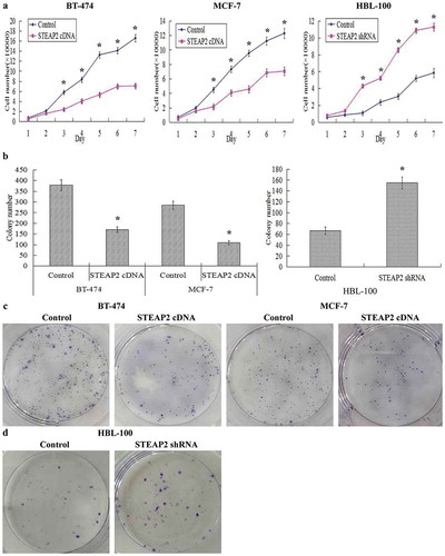 Figure 4. Effects of STEAP2 up-regulation and down-regulation on breast cancer cell proliferative and clonogenic capacities. Cell proliferation ability was evaluated by growth curve. (a) STEAP2 up-regulation significantly inhibited cell proliferative abilities of both breast cancer cell lines MCF-7 and BT-474, otherwise, STEAP2 down-regulation distinctly promoted cell proliferative abilities of normal mammary epithelial cell line HBL-100. (b) Compared to controls, the colony numbers were markedly down-regulated in STEAP2 cDNA transfected MCF-7 and BT-474 cells, on the other hand, the colony numbers formed by STEAP2 shRNA infected HBL-100 cells were much more than that formed by control cells. (c) The colony images of control or STEAP2 cDNA infected MCF-7 and BT-474 cells were examined by the plate clone formation assay. (d) The colony images of control or STEAP2 shRNA infected HBL-100 cells were examined by the plate clone formation assay. In conclusion, over-expression of STEAP2 distinctly inhibited breast cancer cell proliferation and clonogenicity, meanwhile, knockdown of STEAP2 evidently promoted normal breast cell proliferation and clonogenicity. (Magnification×200). *P < .05.