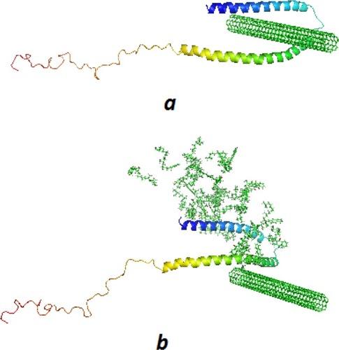 Figure 6 Binding mode of SWCNT to α-syn in the absence (A) and the presence of vitamin K (B).