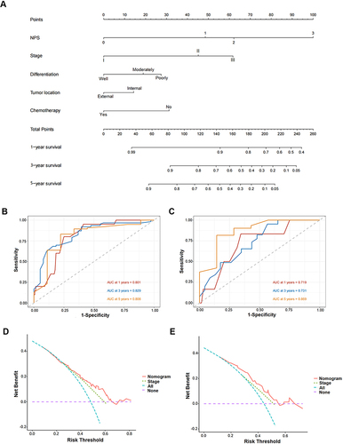 Figure 4 Construction and validation of the nomogram model. (A) Nomogram including NPS, stage, differentiation, tumor location, and chemotherapy in predicting the 1-,3-,5- year survival for resected CCA patients. (B) The ROC curves of the nomogram in predicting the 1-,3-,5- year survival of resected CCA patients in training group. (C) The ROC curves of the nomogram in predicting the 1-,3-,5- year survival of resected CCA patients in validation group. (D) Decision curve analysis for survival prediction of nomogram and stage in training group. (E) Decision curve analysis for survival prediction of nomogram and stage in training group.