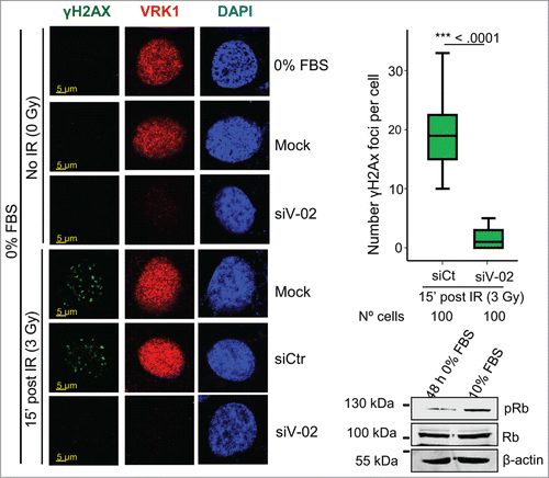 Figure 5. Effect of VRK1 depletion on γH2AX foci formation in serum deprived cells. VRK1 was knocked down in A549 cells that were serum deprived for 2 d Cells were irradiated and the formation of γH2AX foci determined by confocal immunofluorescence. In the blot is shown the effect of the levels of phospho-Rb determined by western blot. All experiments were performed at least 3 times and the number of cells counted from each experiment is the same and where analyzed by ANOVA test.