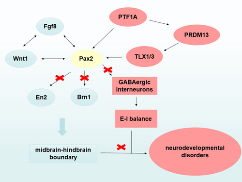 Figure 2 A possible mechanism by which Pax2 mutations leads to neurodevelopmental disorders. On the one hand, Pax2 gene mutations affect the normal formation of the midbrain and hindbrain boundary leading to neurodevelopmental disorders, such as autism spectrum disorders. On the other hand, Pax2 gene disrupts the excitation-inhibitory (E-I) balance in the brain leading to neurodevelopmental disorders by regulating the cell fate of GABAergic interneurons.