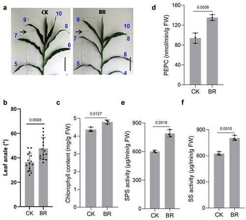 Figure 6. BR improves the photosynthetic performance of maize. Phenotype of maize leaf angle under CK and eBL treatments(a). Scale bars, 10 cm. And statistical data in leaf angle(b). Chlorophyll(c), PEPC(d), SPS(e), and SS(f) contents. Data represent mean ± s.d. of three biological repeats. Statistical significance was determined by two-sided Student’s t-test (d-f); NS, not significant; P values are indicated. CK: 0 mg/L eBL; BR:1 mg/L eBL.