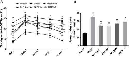 Figure 2 Effect of BACR on OGTT (A) and AUC (B). Metformin group: 320mg/kg; BACR-H group: 120mg/kg; BACR-M group: 60mg/kg; BACR-L group: 30mg/kg. Data are presented as the mean ± SD (n = 10). **P< 0.01 vs Normal control group. #P < 0.05 or ##P<0.01 vs Model control group.