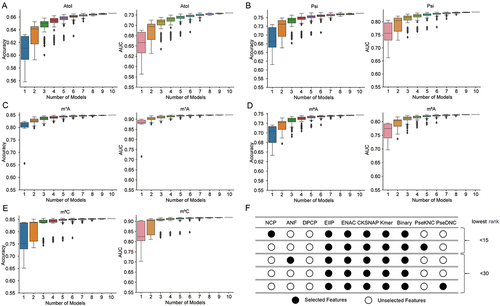 Figure 2. Comparison of prediction performance of different sequence encodings combinations. the performance shown in this figure was evaluated on the validation set of the K-fold cross-validation & testing partitioning strategy. A. Boxplots of AUC and accuracy comparing XGBoost models combining different number of encodings for AtoI modification prediction. B. Boxplots of AUC and accuracy comparing XGBoost models combining different number of encodings for psi modification prediction. C. Boxplots of AUC and accuracy comparing XGBoost models combining different number of encodings for m [Citation1]A modification prediction. D. Boxplots of AUC and accuracy comparing XGBoost models combining different number of encodings for m [Citation6]A modification prediction. E. Boxplots of AUC and accuracy comparing XGBoost models combining different number of encodings for m [Citation5]C modification prediction. F. The best-performing feature combinations and their worst AUC rankings (at worst within 15, or at worst within 30) across all modification types.