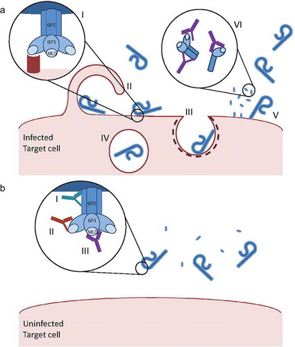 Figure 2. Viral entry and the effect of neutralizing antibodies.(a) Ebola expresses trimers of Glycopotein 1 (GP1) and Glycoprotein 2 (GP2) on its surface. GP1 is covered by a glycan cap and mucin like domain (MLD), both highly glycosylated regions, which cover conserved sites of receptor binding sites. After binding to a target cell receptor, Ebola virus particles the cell through macropinocytosis (II) or clathrin mediated endocytosis. They are then taken up in early endosomes (IV) and fuse with the endosome membrane to release viral RNA to allow for transcription, translation of viral proteins and viral replication (not shown in this figure, the lifecycle of Ebola is reviewed in more detail in Messaoudi et al. [Citation11]. An infected cell releases both Ebola virus particles and glycoprotein dimers and monomers, which are thought to act as decoy targets for neutralizing antibodies, thereby diminishing the number of antibodies available for viral entry interference.(b) Neutralizing antibodies prevent viral entry into the target cell. Different antibodies bind to different sites of the glycoprotein. 2G4 and 4G7, which are part of ZMAb and ZMApp, bind to the GP base (I), 13C6, which is part of MB-003 and ZMApp, and 1H3, which is part of ZMAb, bind to the glycan cap (II), and 6D8 and 13F6, which are part of MB-003, bind to the mucin like domain (III). Glycoprotein structure and antibody binding are described in more detail in Murin et al. [Citation13].