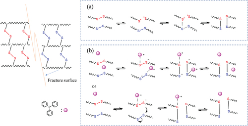 Figure 14. The metathesis of disulfides without catalyst (a), and (b) Triphenylphosphine-catalyzed metathesis of disulfides.