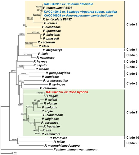 Figure 2. Minimum evolution of Phytophthora species based on a concatenated alignment of the ITS rDNA, cox1, and cox2 mtDNA sequences. Bootstrapping values (minimum evolution/maximum likelihood) higher than 70% were shown above/below the branches (1000 replicates). A yellow box presents Clade 1, containing Phytophthora tentaculata, whereas a green box means Clade 7, containing Phytophthora nagaii.