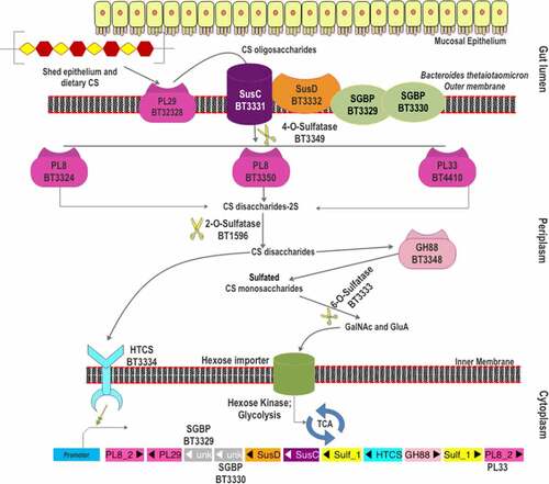 Figure 2. The scheme of chondroitin sulfate degradation by Bacteroides thetaiotaomicron VPI-5482. Turnover of gut epithelium and the diet are the two sources of CS in the gut. The surface-localized BT3328-PL29 dissimilates extracellular CS to produce oligomers, which are bound by SGBPs: BT3329, BT3330, and BT3332 (SusD-like), and internalized by BT3331-SusC-like transporter. These oligomers are processed by three periplasmic PLs (BT3324-PL8, BT3350-PL8, and BT4410-PL33) and BT3349-4-O-sulfatase (S1_27). The disaccharide products of these CS lyases are desulfated by BT1596 (S1_9) at the 2-O position. The GH88 Δ-4,5-unsaturated β-glucuronyl hydrolase (BT3348) processes these disaccharides to hexuronic acid and GalNAc or GalNAc6S monomers. BT3333-sulfatase (S1_15) removes the 6-O-Sulfate group from the GalNAc6S residues if required. All the unsulfated monomers are imported via the inner membrane into the cytoplasm for utilization. The HTCS protein BT3334 is activated by the BT1596 (S1_9) product.