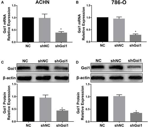 Figure 2 Gαi1 expression is knocked down by Gαi1 shRNA. Gαi1 knockdown cell models were constructed through the transfection of shNC or shGαi1. The knockdown efficiencies of Gαi1 mRNA (A and B) in 786-O and ACHN cells were detected by qRT-PCR. Gαi1 protein expression (C and D) level decreased significantly in group of shGαi1 whether in Western blot analysis. Results were presented as mean ± SD. *P<0.05.