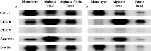 Figure 2. Results of RNase protection assay.(a) 3 weeks after monolayer culture and three-dimensional culture using alginate beads or alginate-fibrin beads.(b) 3 additional weeks after removal of the alginate component from alginate-fibrin beads.Expression of type II collagen and aggrecan was disappearing in monolayer culture at 6 weeks, while it continued in three-dimensional cultures.Although the expression of type II collagen and aggrecan continued in fibrin beads at 6 weeks, it was much weaker than with alginate beads. COL: collagen.