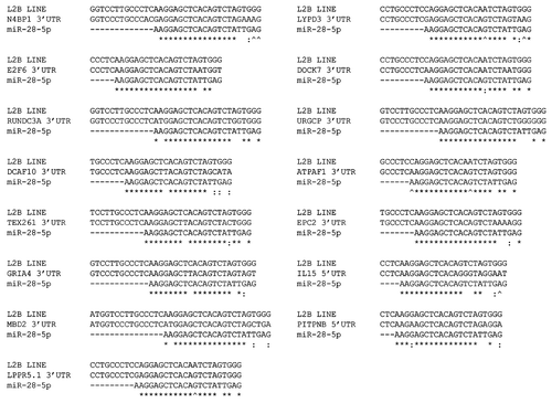 Figure 3. MiR-28 predicted target three way alignments. Alignments between OrbId predicted miR-28 target mRNAs (middle), a consensus L2B LINE (L2Plat1o) (top), and miR-28 (bottom). (*), base identity in the three aligning sequences. (^), base identity (indicating base pairing) between the miR and mRNA target only. (:), GU basepairing between miR and mRNA target. 3′ UTR or 5′ UTR targeting is indicated. Uracils are shown as thymines and UTRs have been reverse complemented for illustrative purposes.