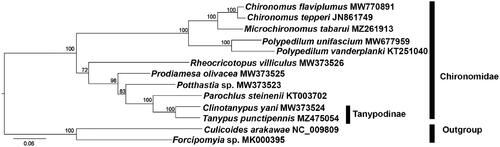 Figure 1. Phylogenetic tree of 11 Chironomidae species based on the concatenated dataset of 13 PCGs using the maximum-likelihood (ML) method. The alphanumeric terms following species names indicate the GenBank accession numbers.