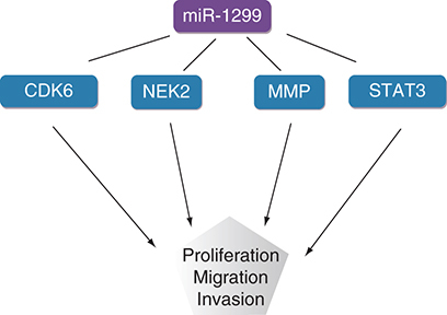 Figure 3. miR-1299 inhibits tumor cell proliferation, migration and invasion by targeting CDK6, NEK2, MMP and STAT3.