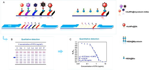 Figure 19. Schematic representation of the working mode of the AuNPs-based multicolor immunochromatographic test strip biosensor in (a). Stereograms of the individual test at different OTA concentrations (marked with an arrow) in (b) and the linear relationship between the optical signal (B3/B03) and OTA concentration in (c). Reprinted with permission from Wu et al. (Citation2020). Copyright 2020 Elsevier.